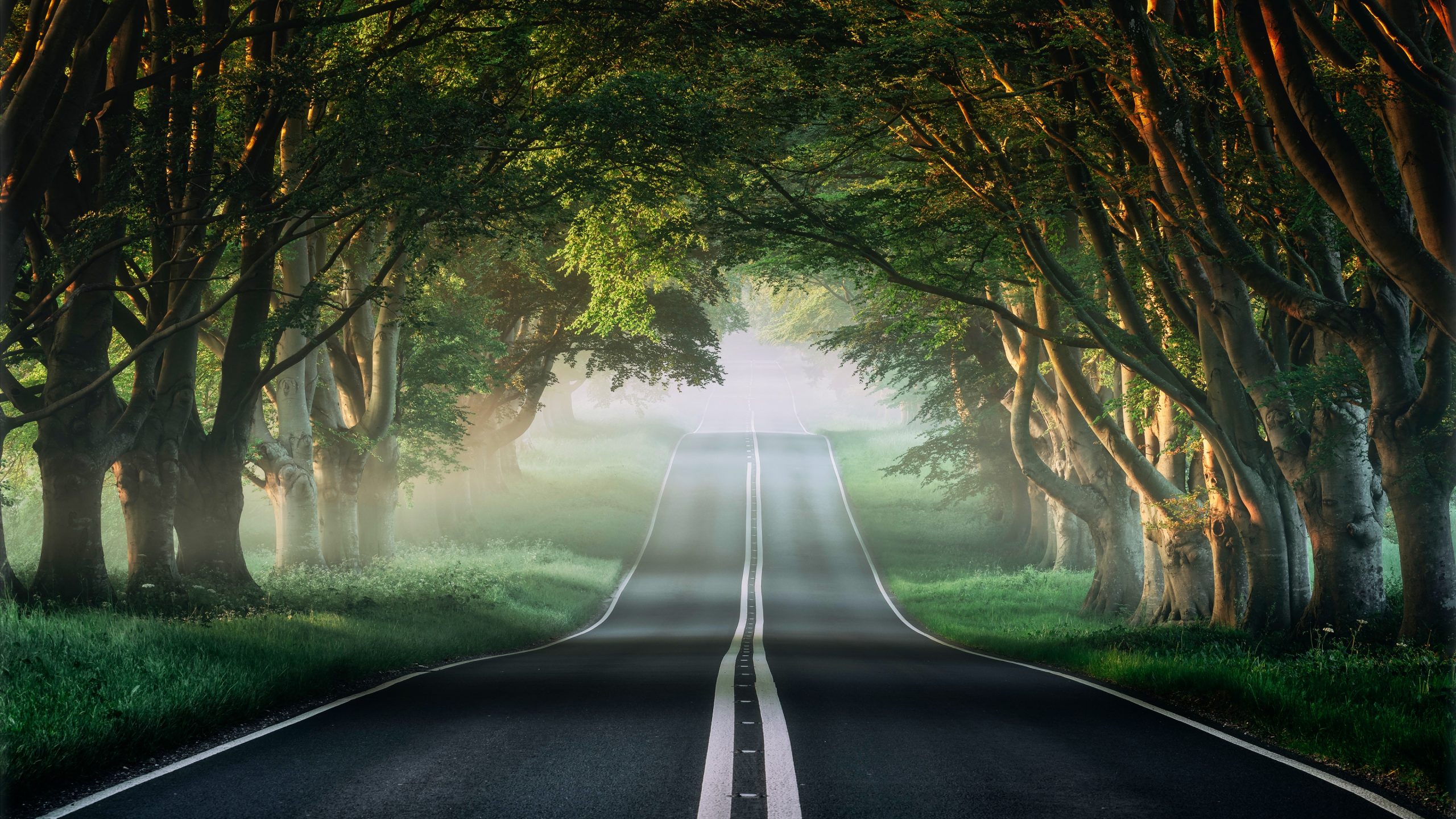 forest-road-mist-avenue-trees-plants-green-spring-foggy-3840x2160-184